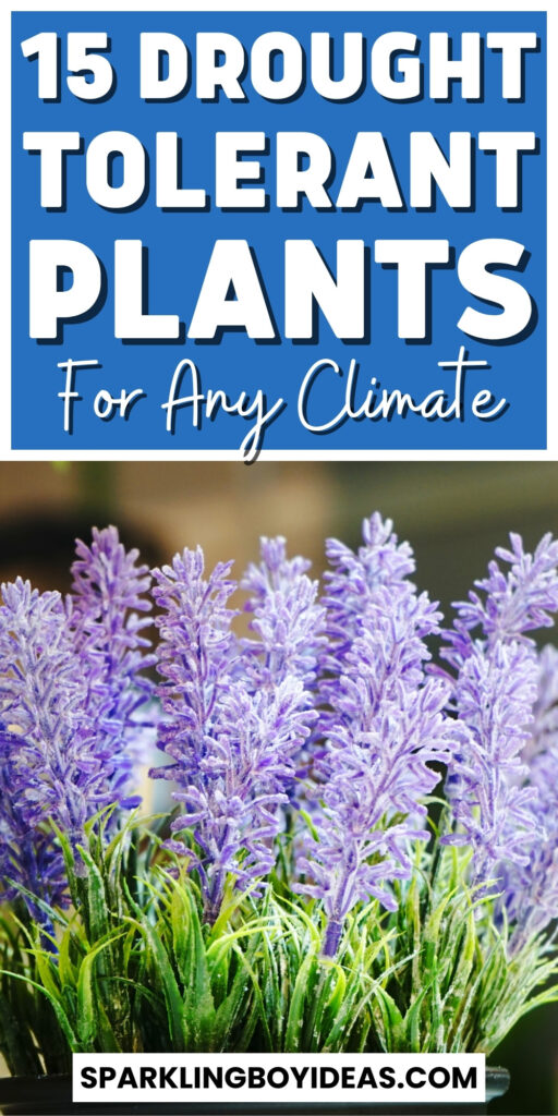 heat and drought tolerant plants for containers