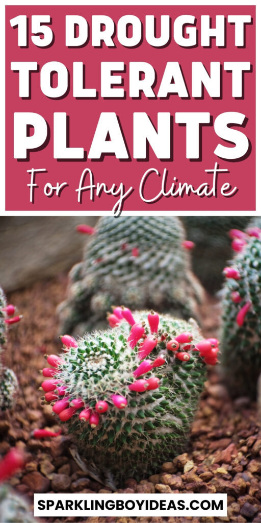 heat and drought tolerant plants for containers